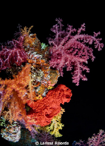 Soft corals at night, Truk Lagoon. by Larissa Roorda 